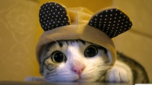 bunny-cute-cat